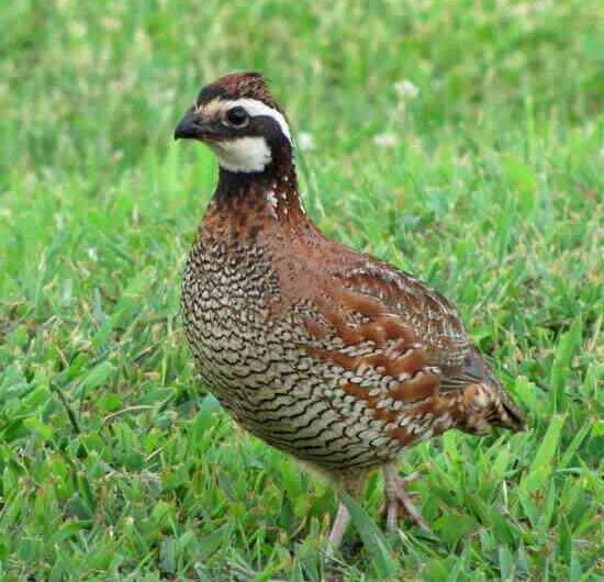 Advantages of quail farming: what are the advantages of quail farming