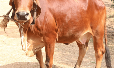 Alambadi Cattle: Characteristics, Uses, and Complete Breed Information