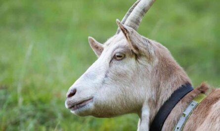 Alpine Goat Farming: A Startup Business Plan for Beginners
