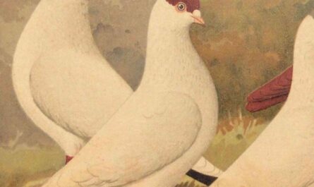 Armenian Everlasting Pigeon: Characteristics, Uses, and Breed Information
