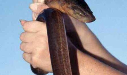 Asian swamp eel: characteristics, feeding, use and breeding