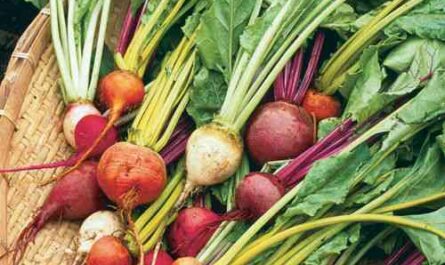 Beet cultivation: cultivation of organic beets in the vegetable garden