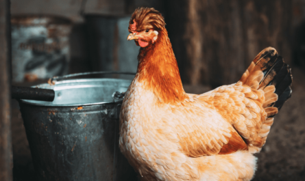 Benefits of Domestic Chickens: The Incredible Benefits of Domestic Chickens