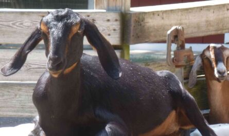 Best dairy goats for dry climates: Raising dairy goats in dry climates