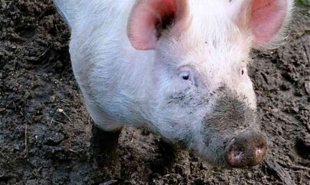 Big white pig: characteristics, origin and breed information