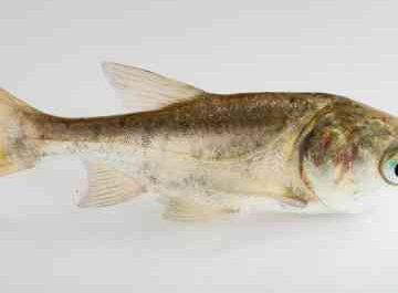 Bighead carp: characteristics, feeding and breeding