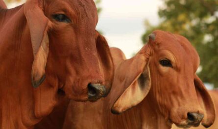 Brahmin Animal Farming: Startup Business Plan for Beginners