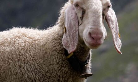 Braunes Bergschaf Sheep: Characteristics, Uses, and Breed Information