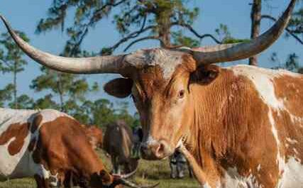 Brava Cattle Farming: Startup Business Plan for Beginners