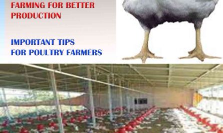Broiler Farming: Guide to Starting a Broiler Farming Business