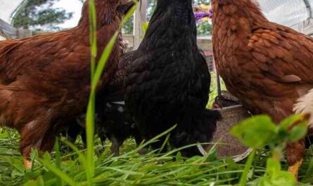 Buckeye Chicken Farm: Startup Business Plan for Beginners