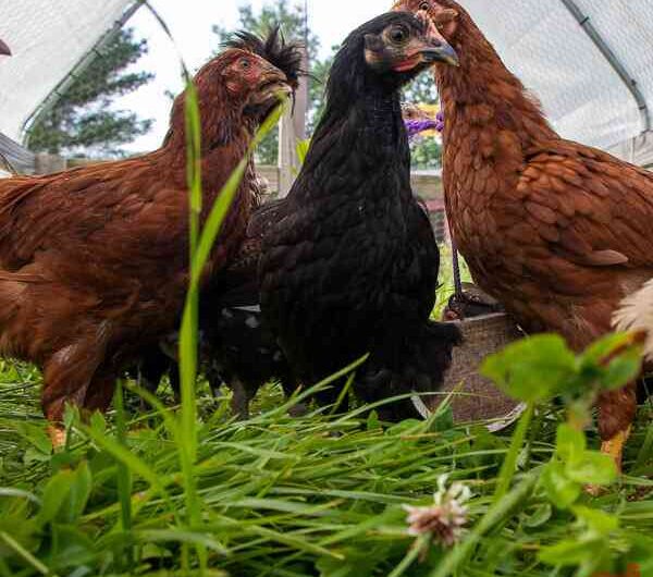 Buckeye Chicken Farm: Startup Business Plan for Beginners