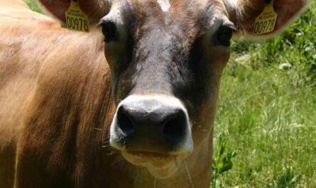 Cachin Cattle: Characteristics, Uses, and Breed Information