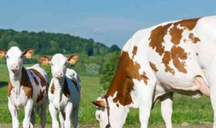 Cattle of the Montbéliard breed: characteristics and information on the complete breed