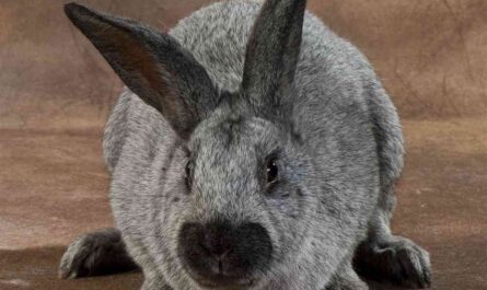 Champagne d'Argent rabbit: characteristics and complete information about the breed