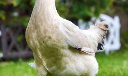 Changmigye chicken: characteristics, temperament and breed information