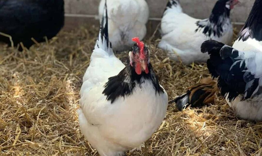 Chicken Lakenvelder: characteristics, temperament and breed information