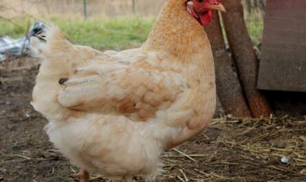 Chicken Orpington: Characteristics, Temperament and Breed Information