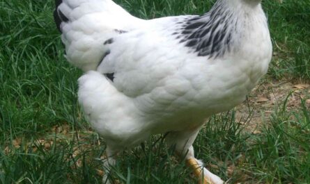 Chicken with one leg: characteristics, temperament and breed information