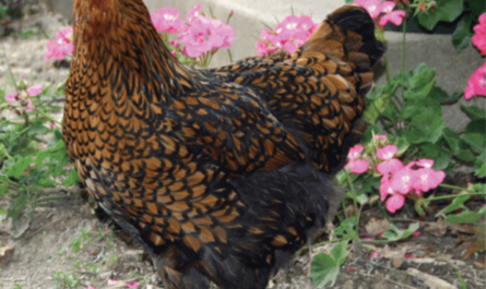 Classification of poultry: variety, breed, variety and variety of chicken