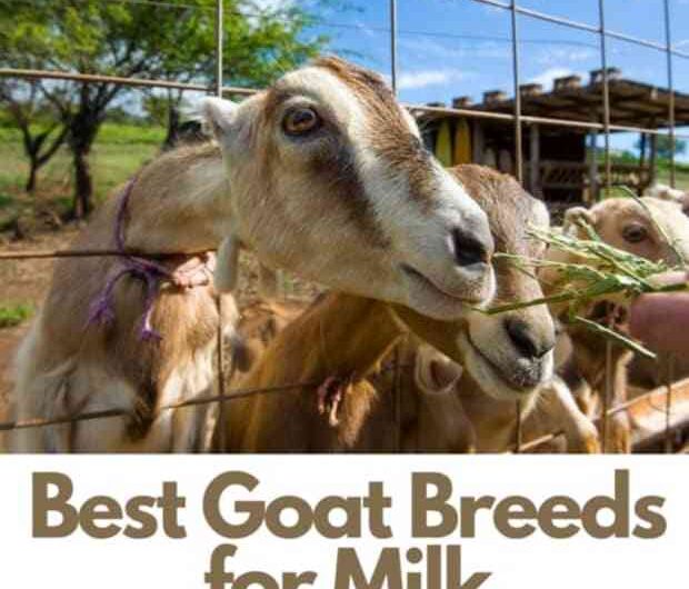 Dairy Goat Breeds: The 10 Best Breeds for Dairy Production