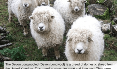 Devon Longhair Sheep: Characteristics, Uses, and Breed Information