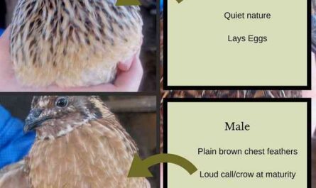 Differences between male and female quail