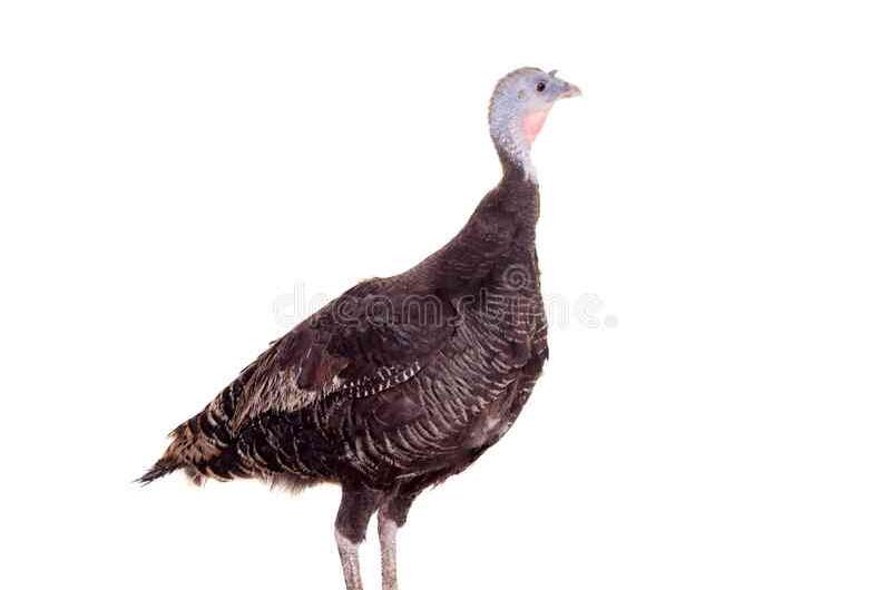 Dinde des Ardennes red turkey: characteristics and information about the breed