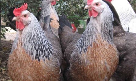 Dorking Chicken: Characteristics, Temperament and Breed Information