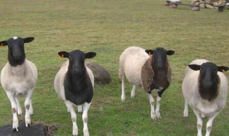 Dorper Sheep: Characteristics, Origins, Uses, and Breed Information
