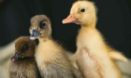 Duck Care: How to Care for Ducklings