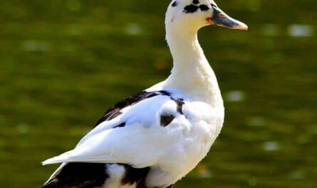 Duck of Ancona: Characteristics, Origins, Uses, and Full Breed Information