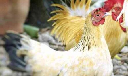 Dutch Bantam Chicken: Characteristics, Temperament, and Breed Information