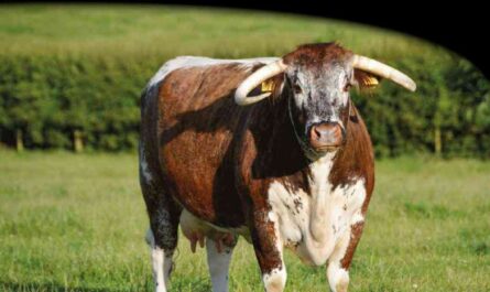 English Longhorn: Breed Characteristics and Information