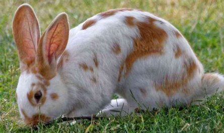 English Spotted Rabbit: Traits, Uses, and Complete Breed Information