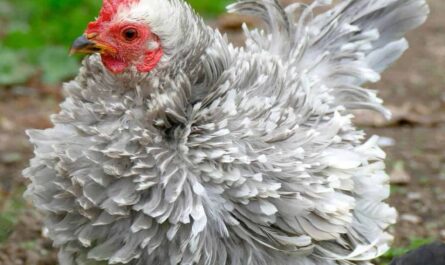 Frizzle Chicken: Characteristics, Temperament and Breed Information