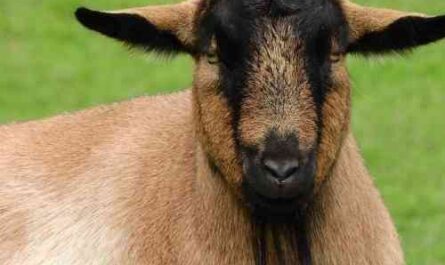 Garganica goat: characteristics, use and complete information about the breed