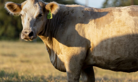 Gascon Cattle: Characteristics, Uses, and Breed Information