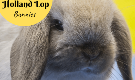 German Lop Rabbit: Traits, Uses, and Full Breed Information