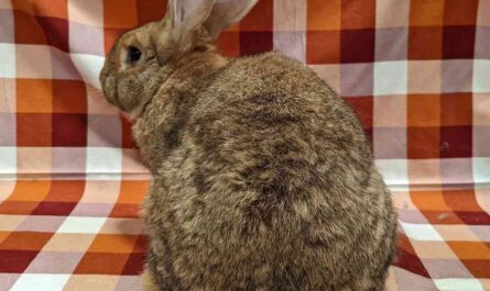 Giant Plaid Rabbit: Traits, Uses, and Complete Breed Information