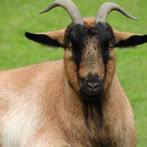 Goat Dera Din Panah: characteristics, use and complete information about the breed