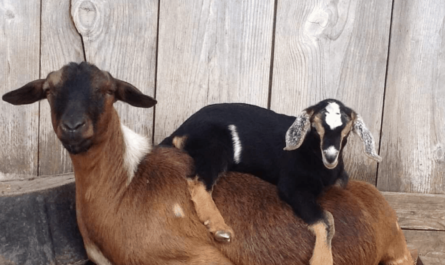 Goat Farming in Oberhasli: Startup Business Plan for Beginners