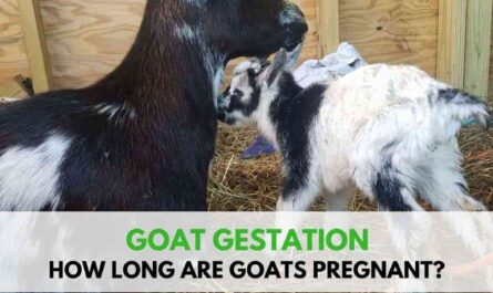 Goat gestation length: total duration and reproductive cycle of a goat
