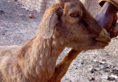 Goat pox: how to fight disease and save animals
