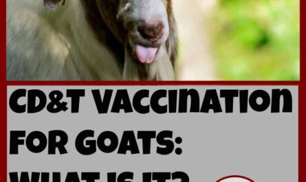 Goat Vaccination Schedule: A Beginner's Guide to Vaccinating Goats
