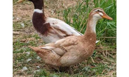 Golden Cascade Duck: Characteristics, Uses, and Complete Breed Information