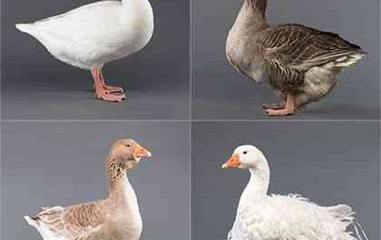 Goose Breeds: The Best Breeds For Keeping Geese