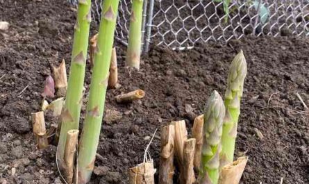 Growing asparagus : Growing organic asparagus in the vegetable garden