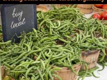 Growing beans: growing beans organically in your garden
