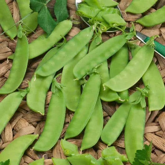 Growing Black Peas: Growing Goat Peas In Your Garden